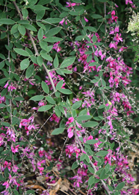 Lespedeza thunbergii 'Gibraltar'                